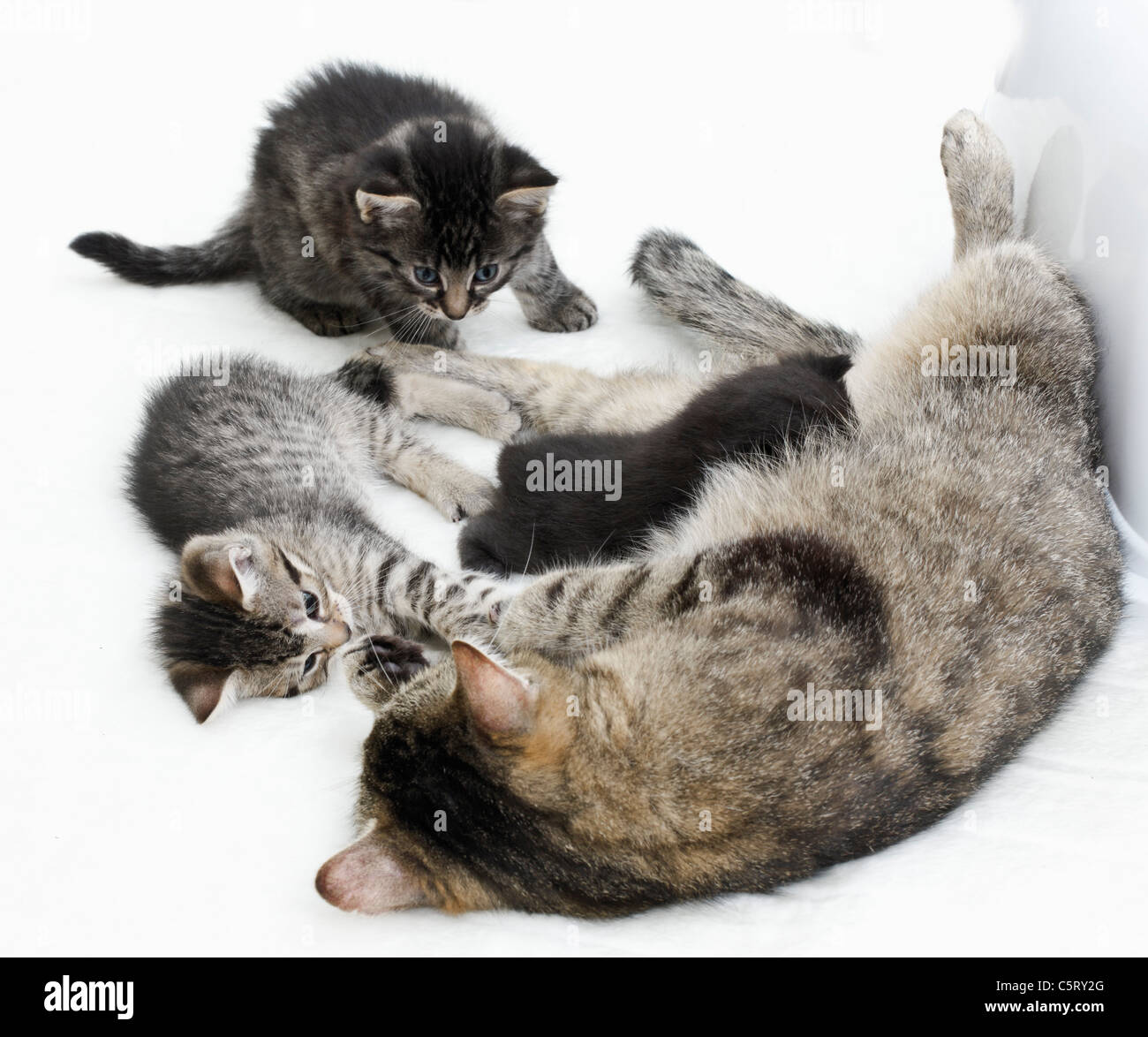 Domestic cats, Cat family Stock Photo