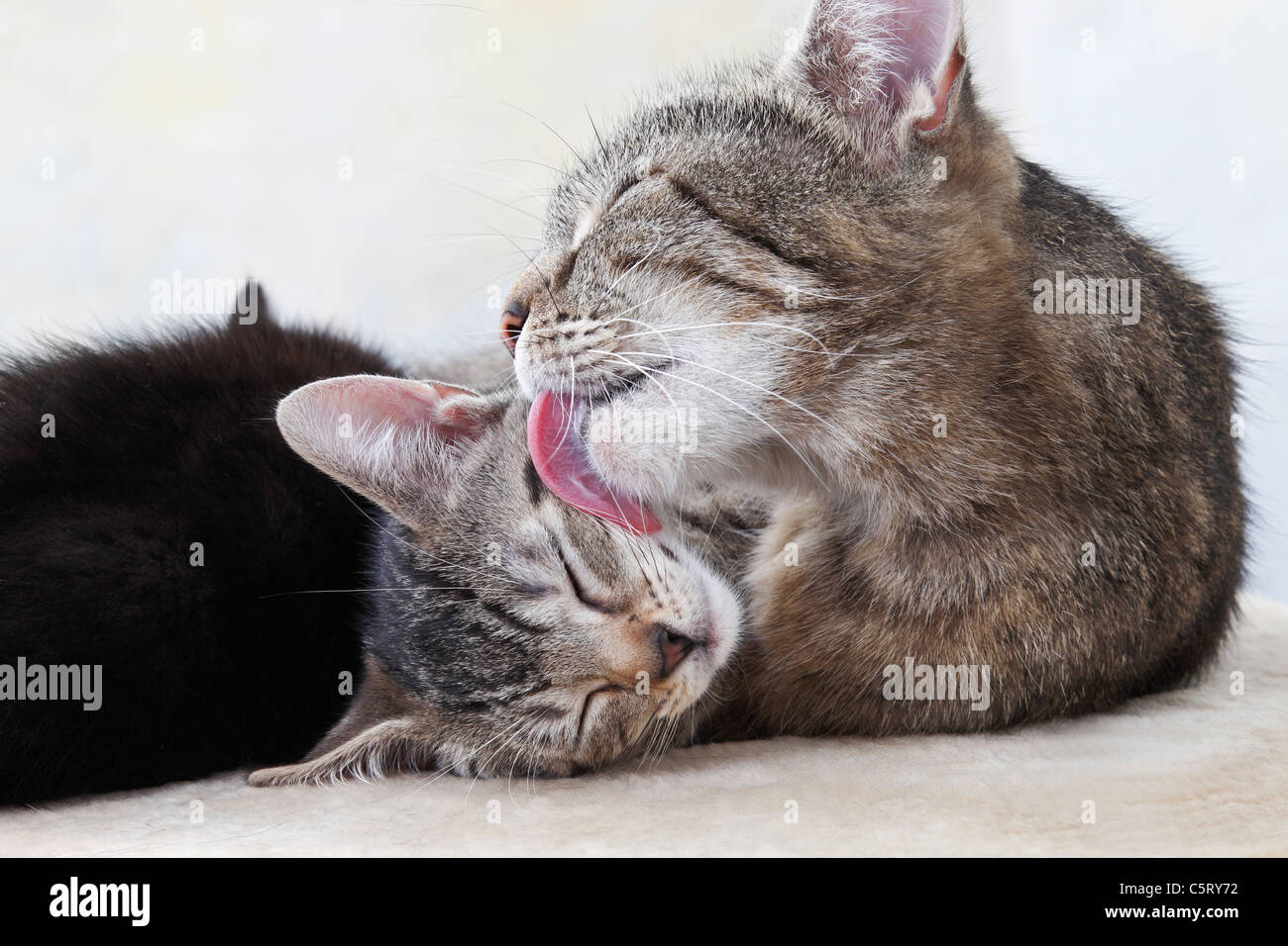 Kitty Lick 420