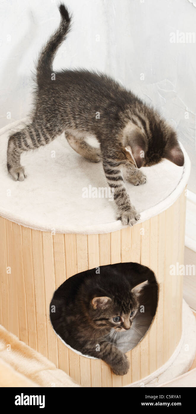 Two young cats playing hires stock photography and images Alamy