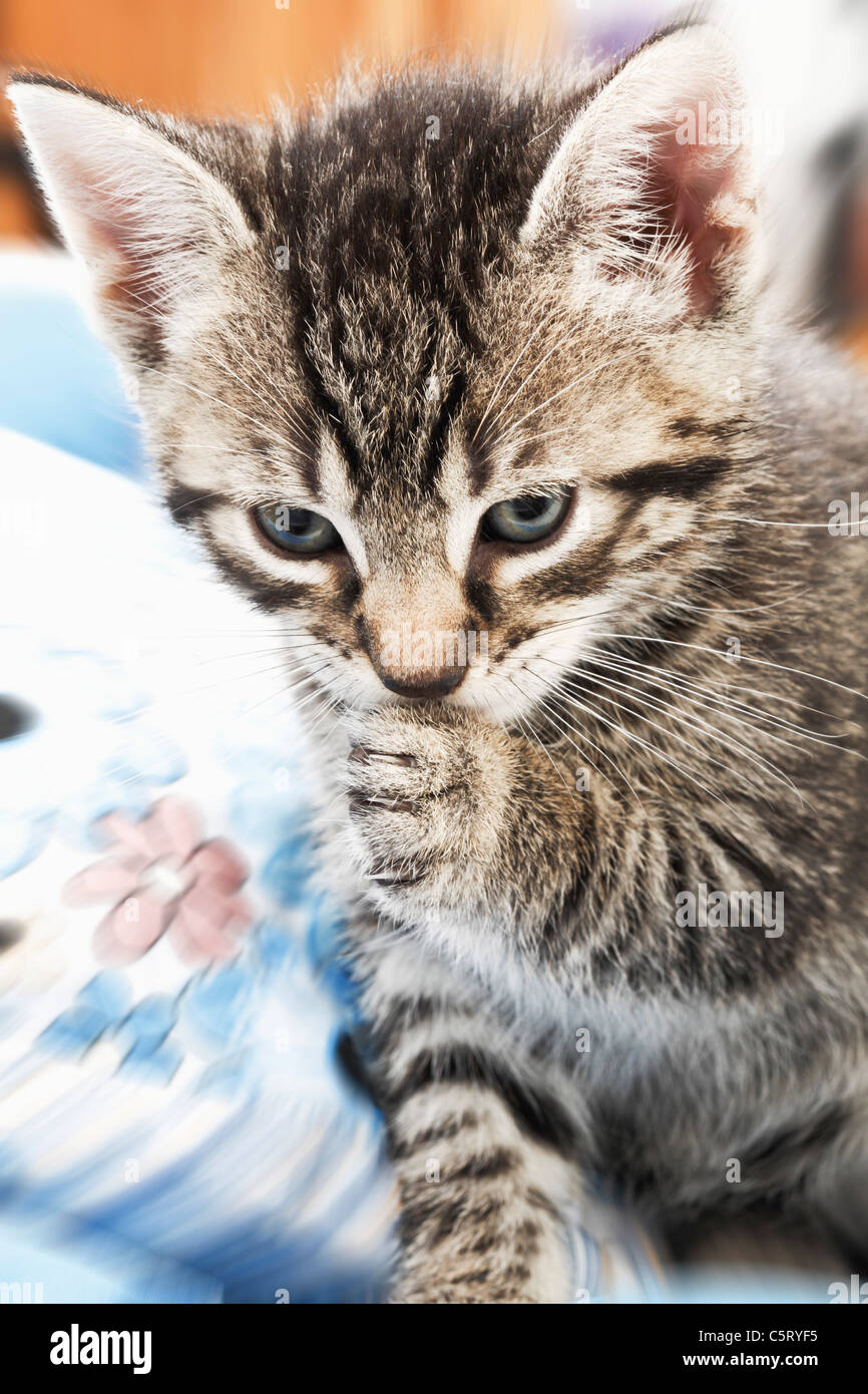 Tabby cat grooming hires stock photography and images Alamy