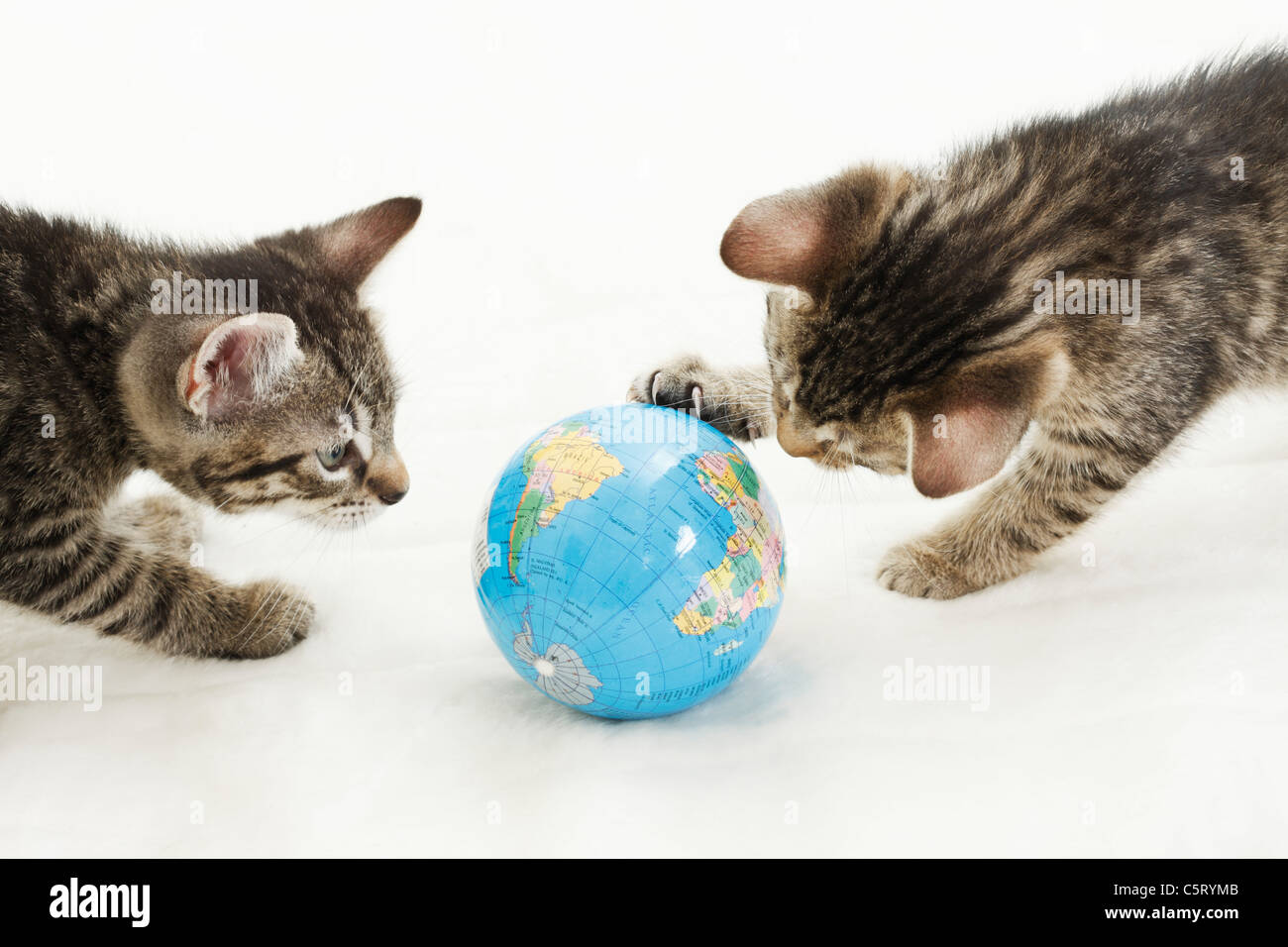 Domestic cats, kitten playing with globe Stock Photo