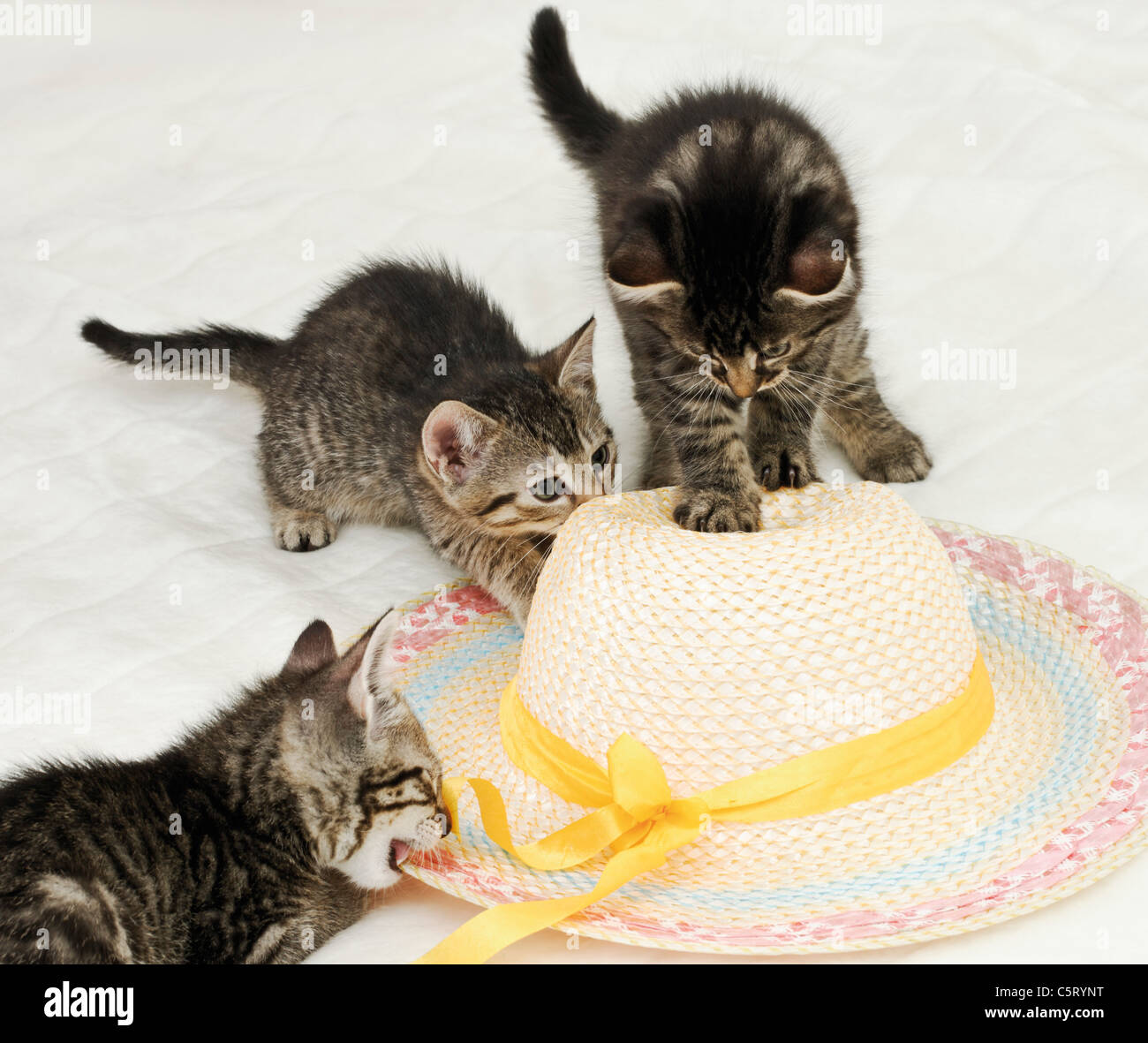 Domestic cats, kittens playing with straw hat Stock Photo Alamy