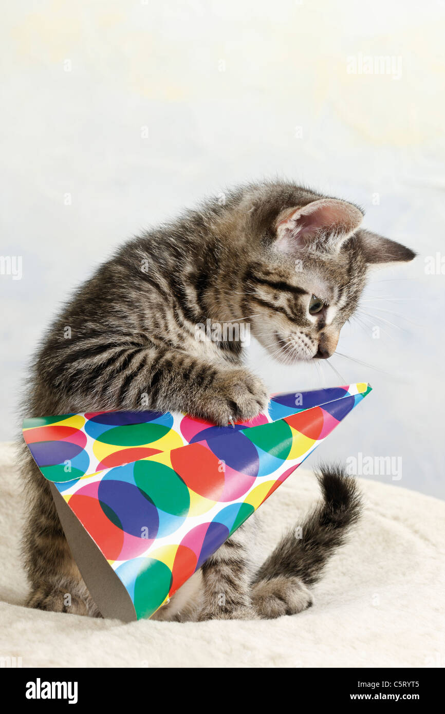 Portrait of a Funny Cat in a Police Hat and Tie Stock Photo - Image of  constable, kitten: 178698814