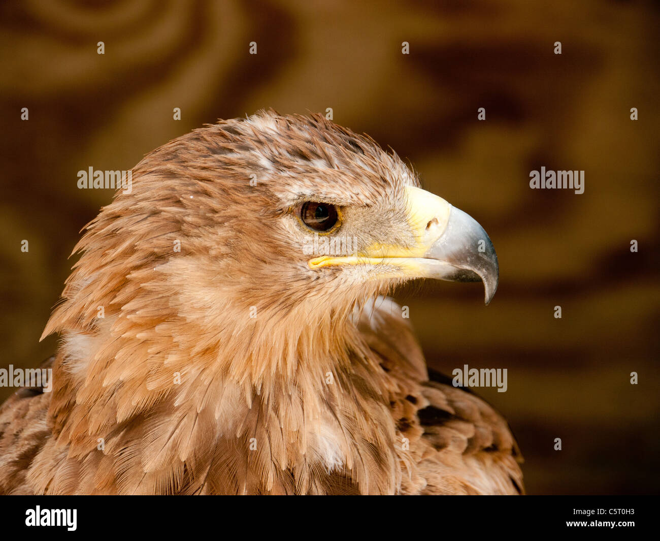 Saker Falcon in the Falconry Center, Morton-in-Marsh, United Kingdom Stock Photo