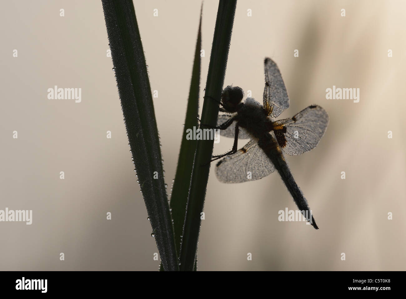 Germany, Murnau, Close up of male four-spotted chaser on grass Stock Photo