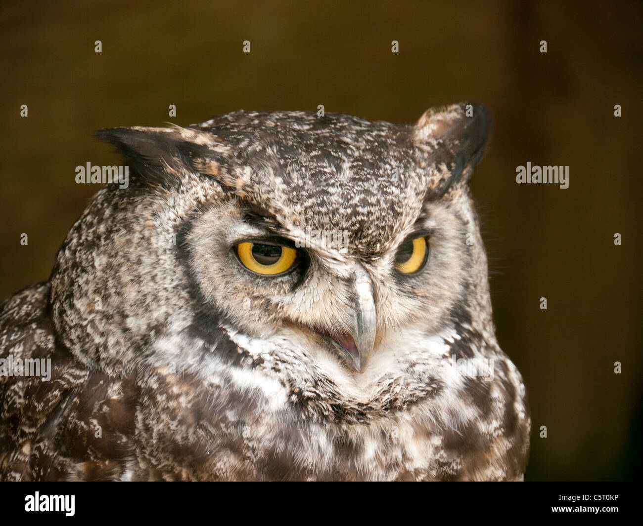 Tawney Owl in the Falconry Center, Morton-in-Marsh, United Kingdom Stock Photo