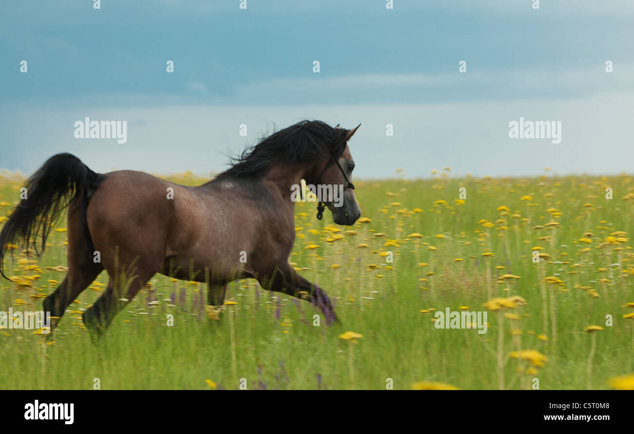 The horse runs gallop on a green field with a flowers Stock Photo