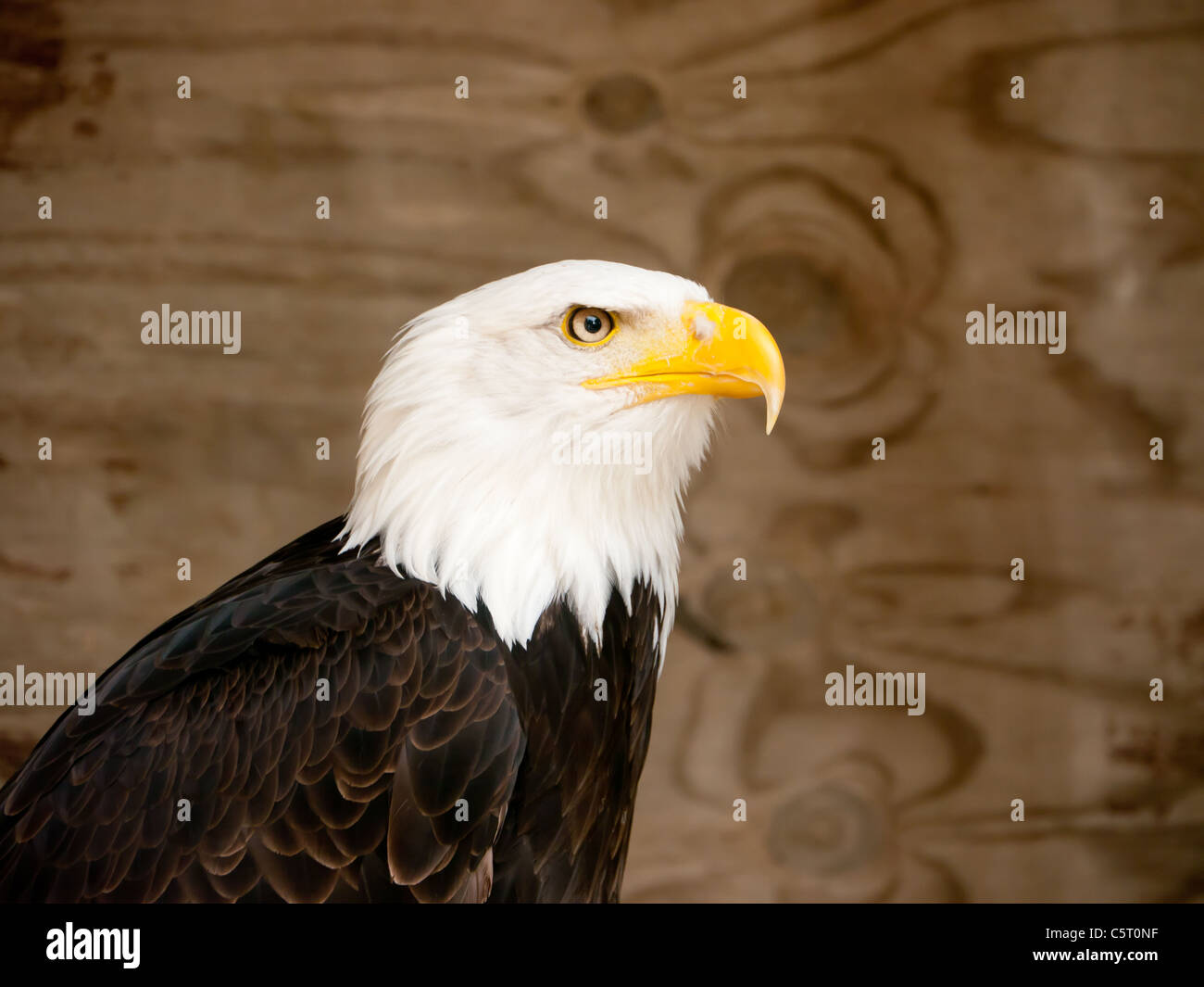 Bald Eagle in the Falconry Center, Morton-in-Marsh, United Kingdom Stock Photo