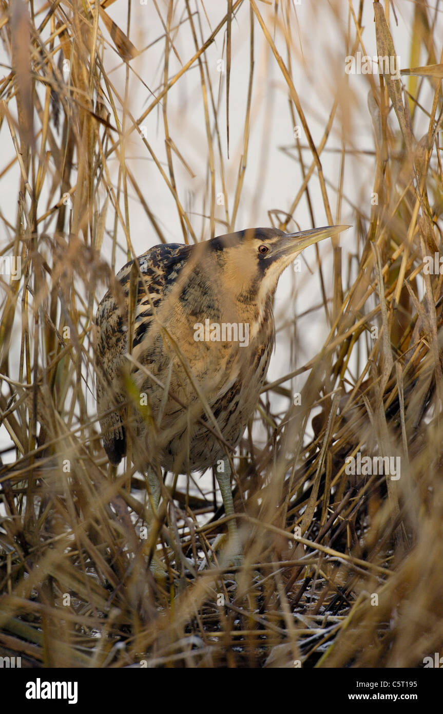 BITTERN Botaurus stellaris  An adult demonstrates its superb camouflage as it is partly concealed in a reedbed.  Yorkshire, UK Stock Photo