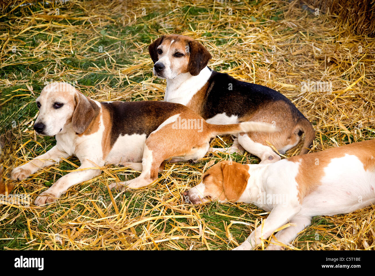 Beagle bird dog mix sales
