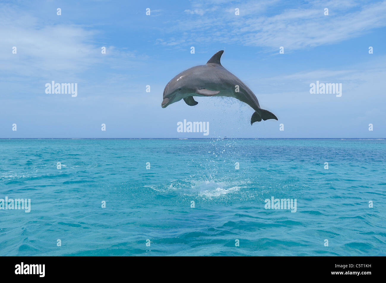 Latin America, Honduras, Bay Islands Department, Roatan, Caribbean Sea, View of bottlenose dolphin jumping in seawater Stock Photo
