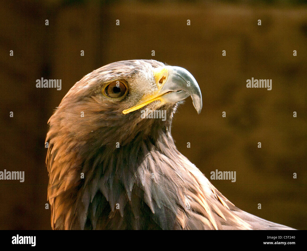 Golden Eagle in the Falconry Center, Morton-in-Marsh, United Stock Photo
