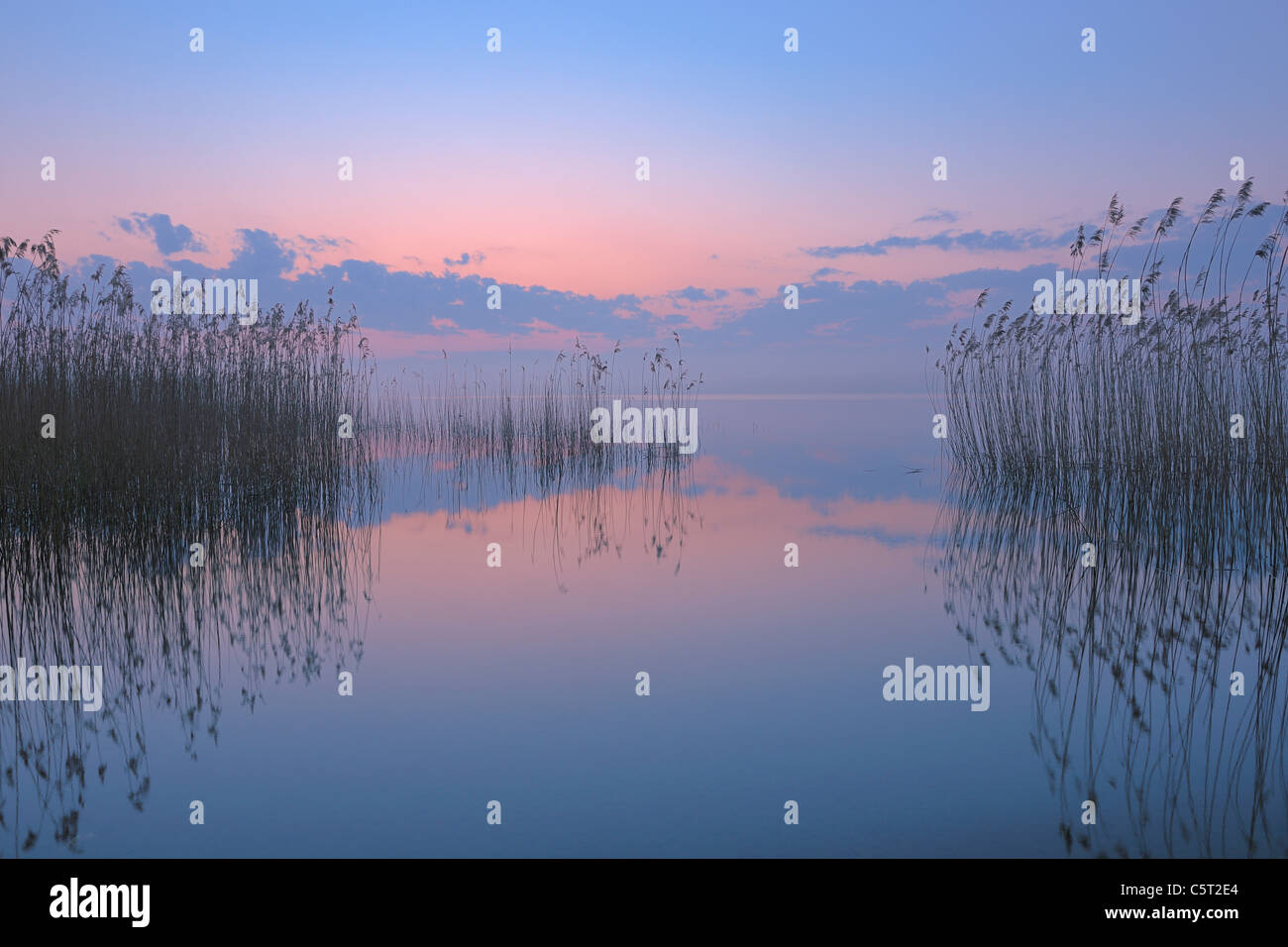 Germany, Mecklenburg-Vorpommern, Mecklenburger Seenplatte, Plau am See, View of sunrise with reeds and reflection in lake Stock Photo