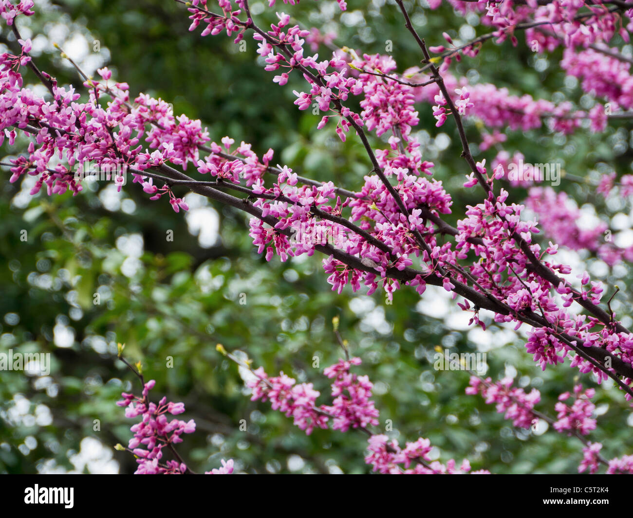 USA, Washington DC, Close up of blooming tree Stock Photo Alamy