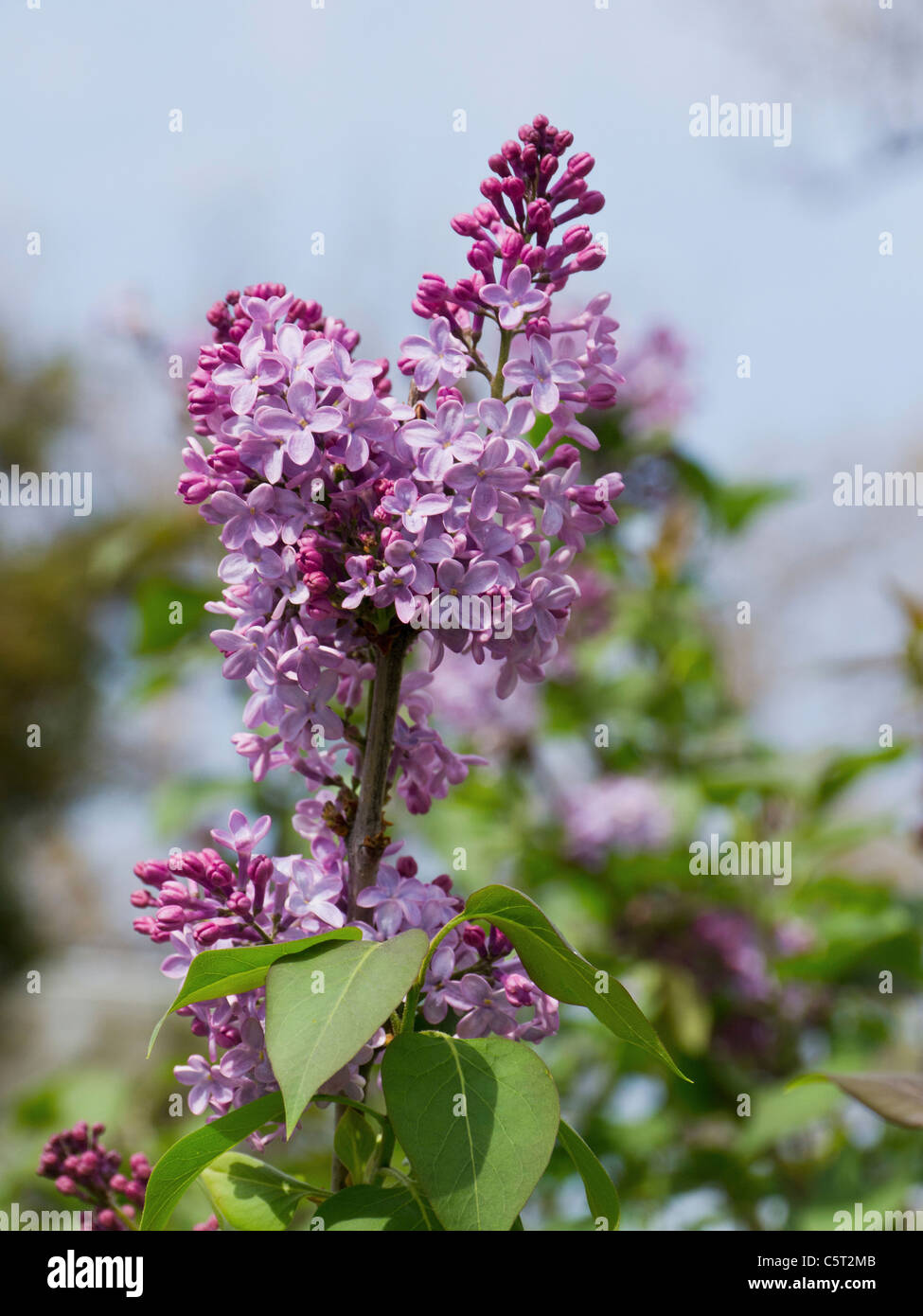 Dc flowers hires stock photography and images Alamy