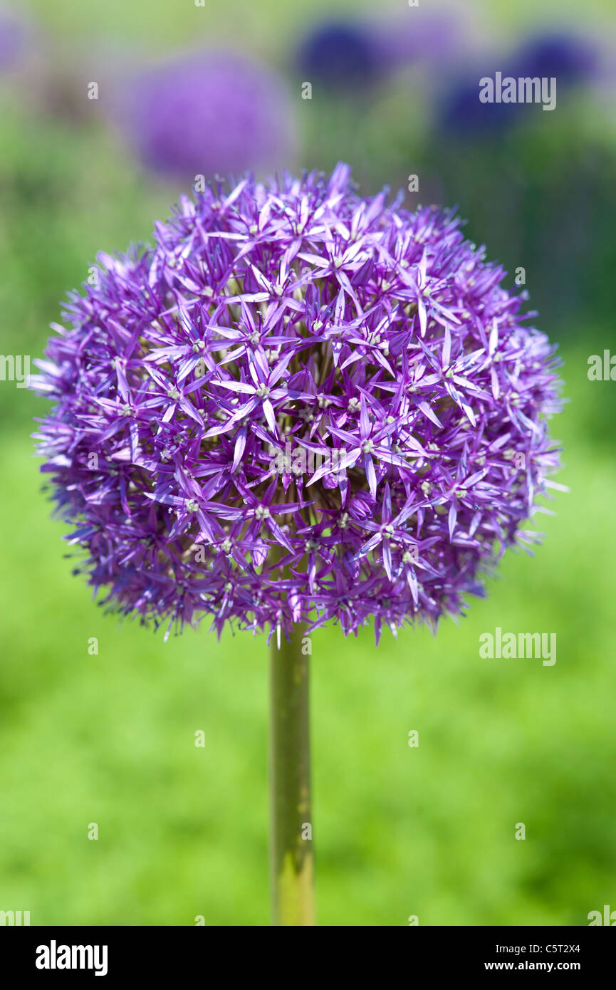 Close up from Sicilian Honey Lily Stock Photo - Alamy