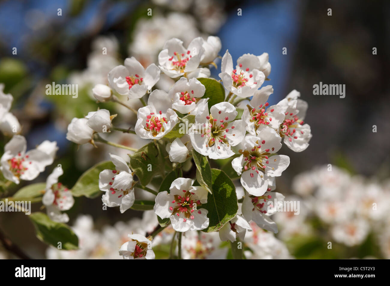 Germany, Bavaria, Franconia, View of blossoms of pear tree, close up Stock Photo