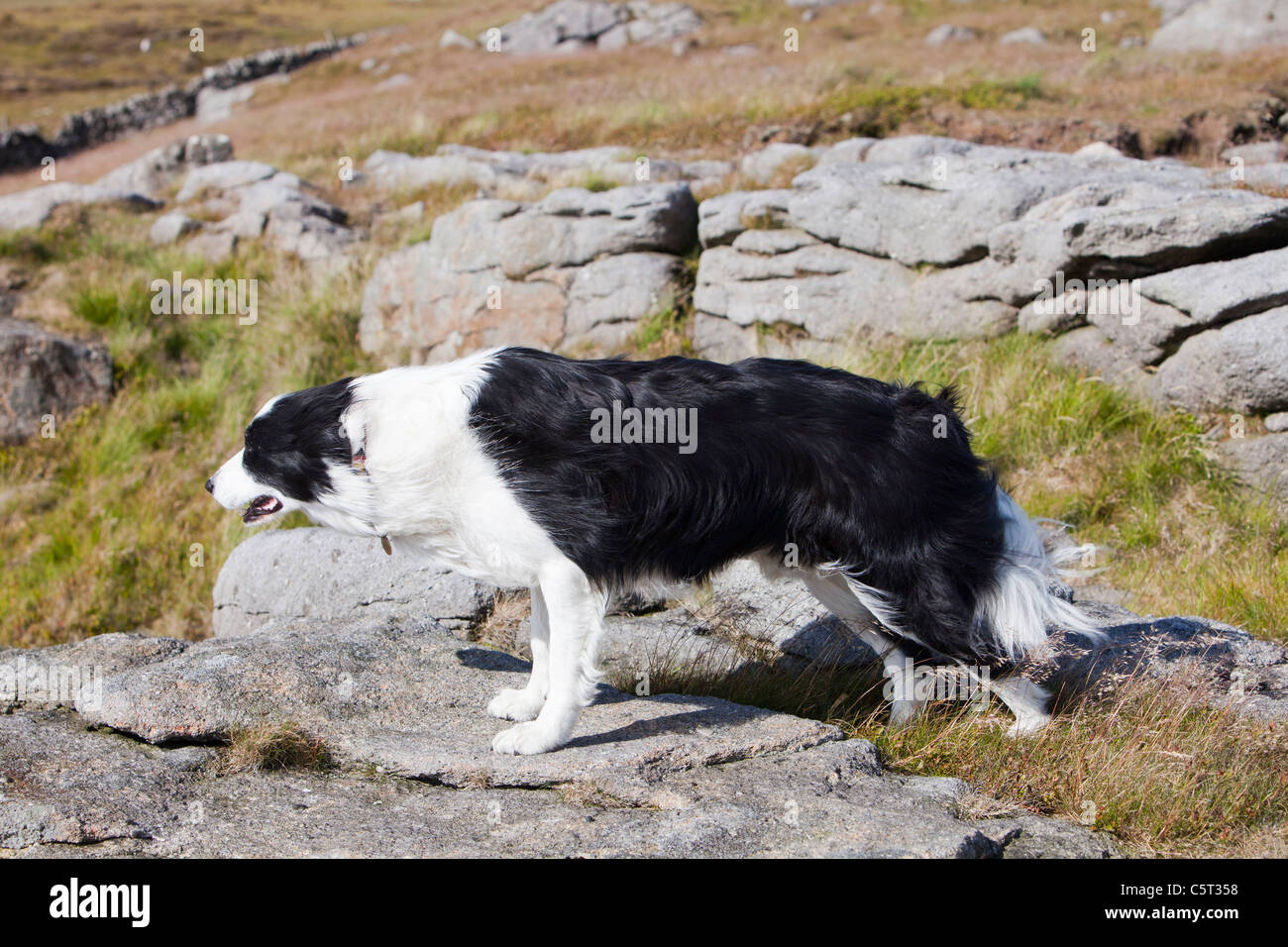 A Border Collie on Bowland Knotts in the Trough of Bowland, Lancashire, UK. Stock Photo