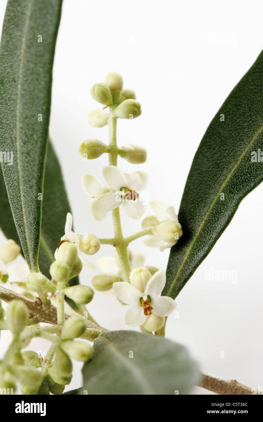 Olive blossoms (Olea europaea), close-up Stock Photo