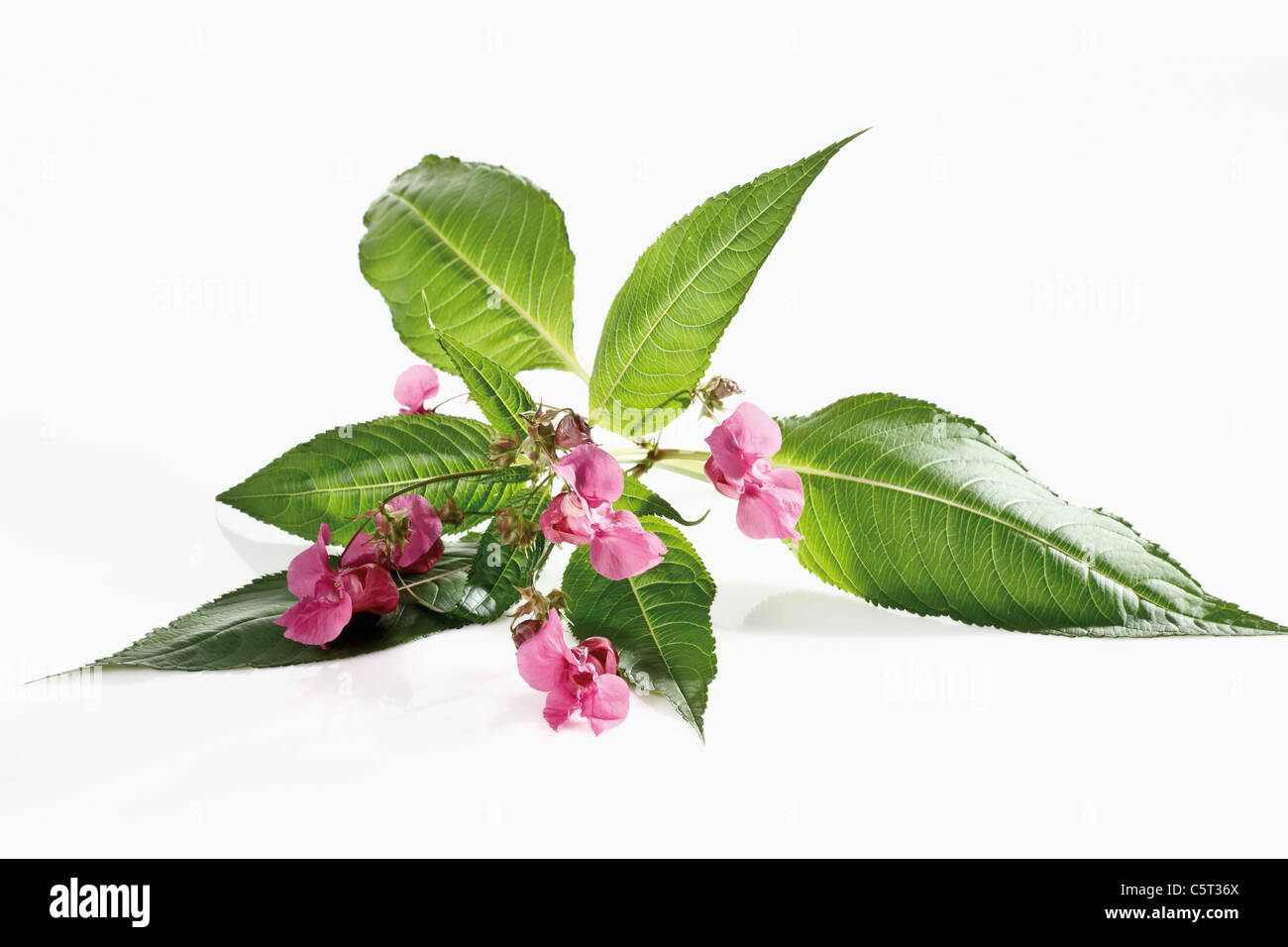 Himalayan Balsam flower (Impatiens glandulifera) Stock Photo