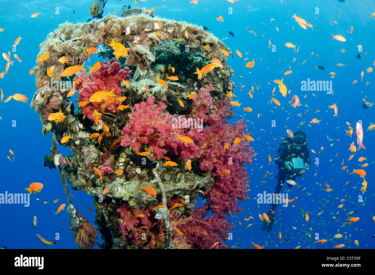 Coral growth on the buoy wreck structure, Nuweiba, Egypt, Sinai, Red Sea Stock Photo