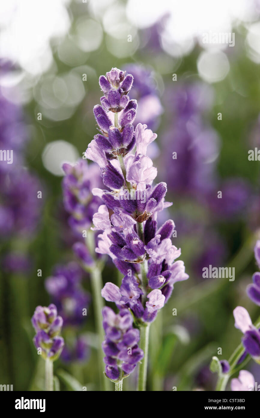 Blossoming lavender (Lavandula angustifolia), close-up Stock Photo
