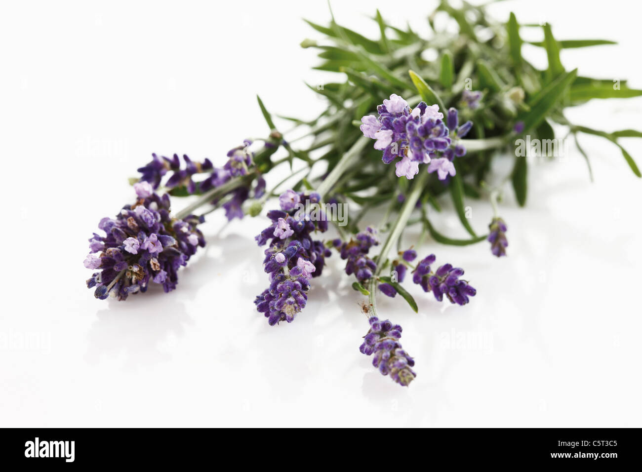 Bunch of lavender (Lavandula angustifolia), elevated view Stock Photo