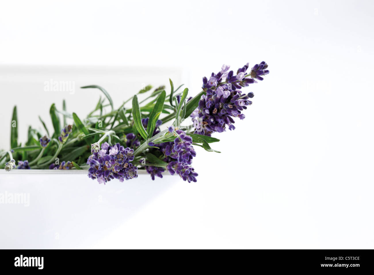 Bunch of lavender (Lavandula angustifolia) Stock Photo