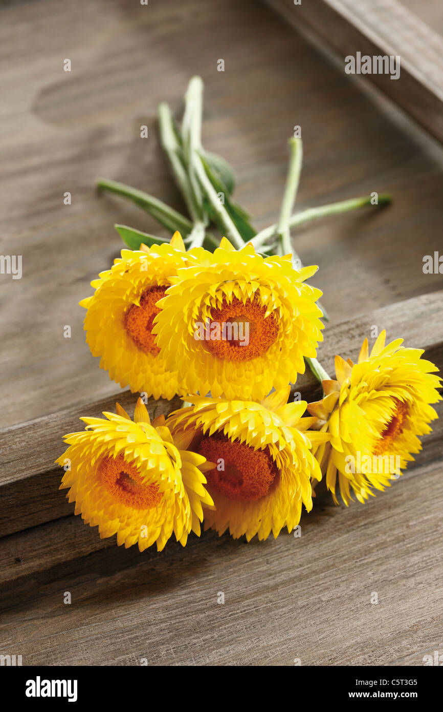 Bunch of Strawflowers (Helichrysum) on wooden table, elevated view Stock Photo