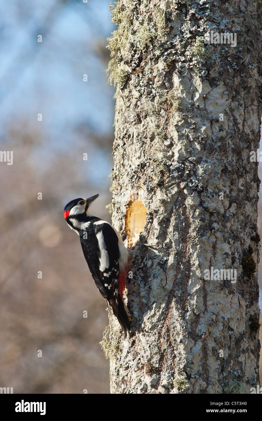 Hacking At Tree Hacking out hi-res stock photography and images - Alamy