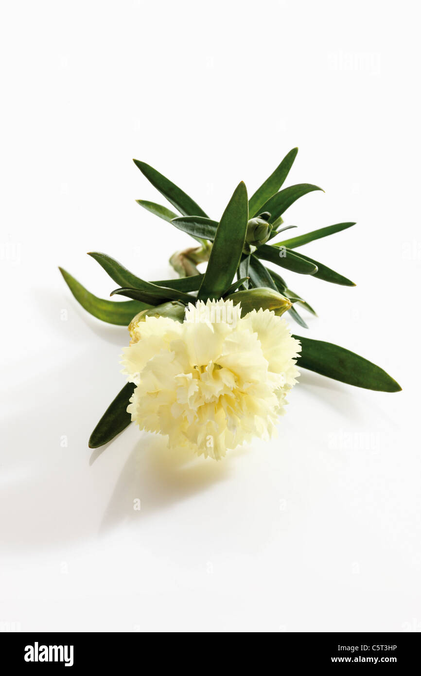 White carnation (Dianthus) Stock Photo
