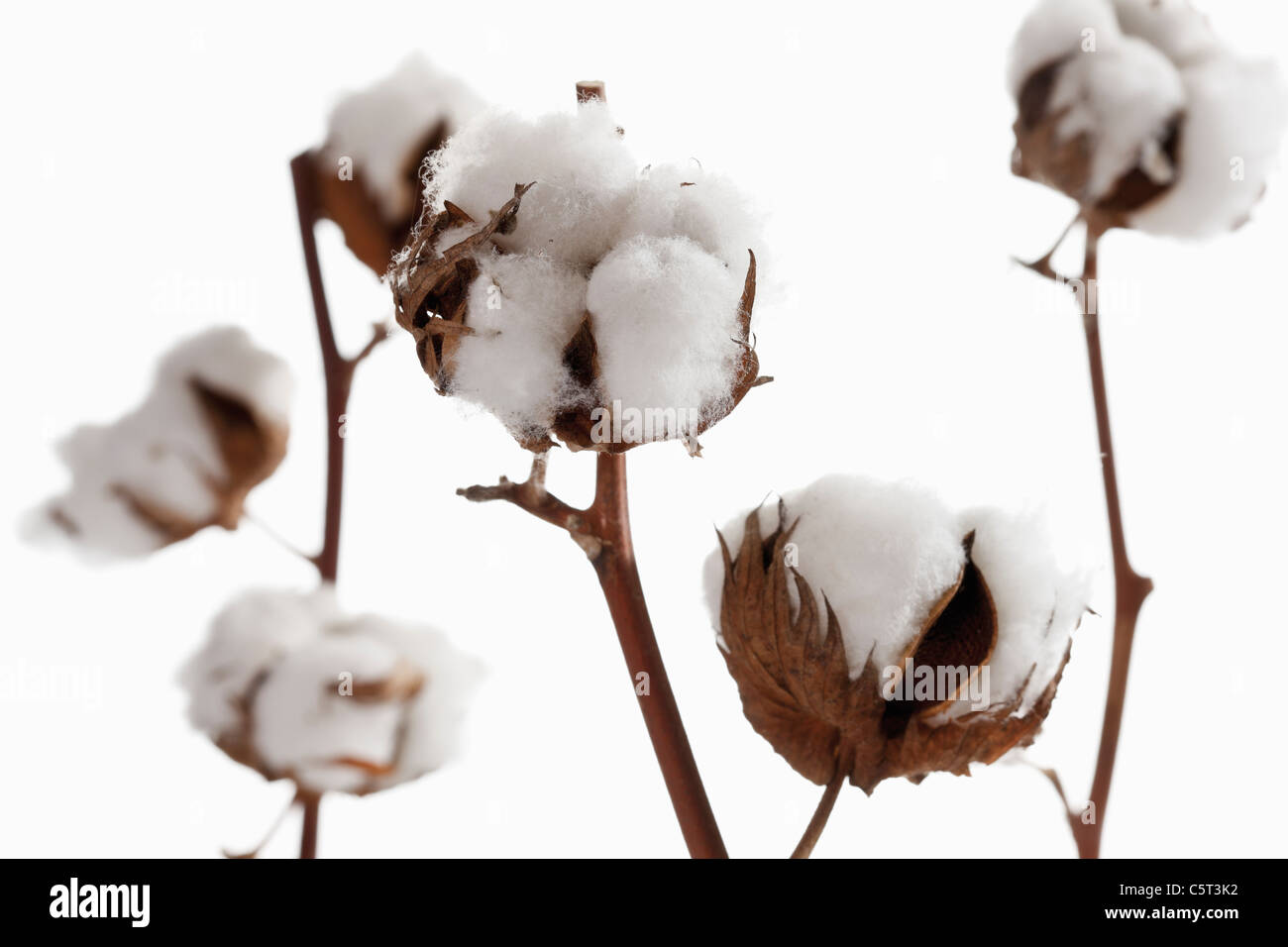 Cotton plant (Gossypium), close-up Stock Photo