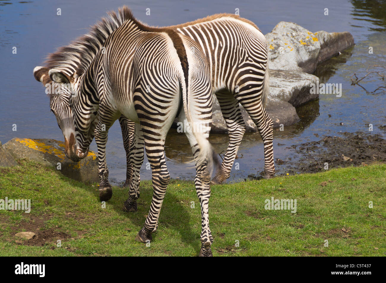 Zebra camouflage see description for caption Stock Photo Alamy