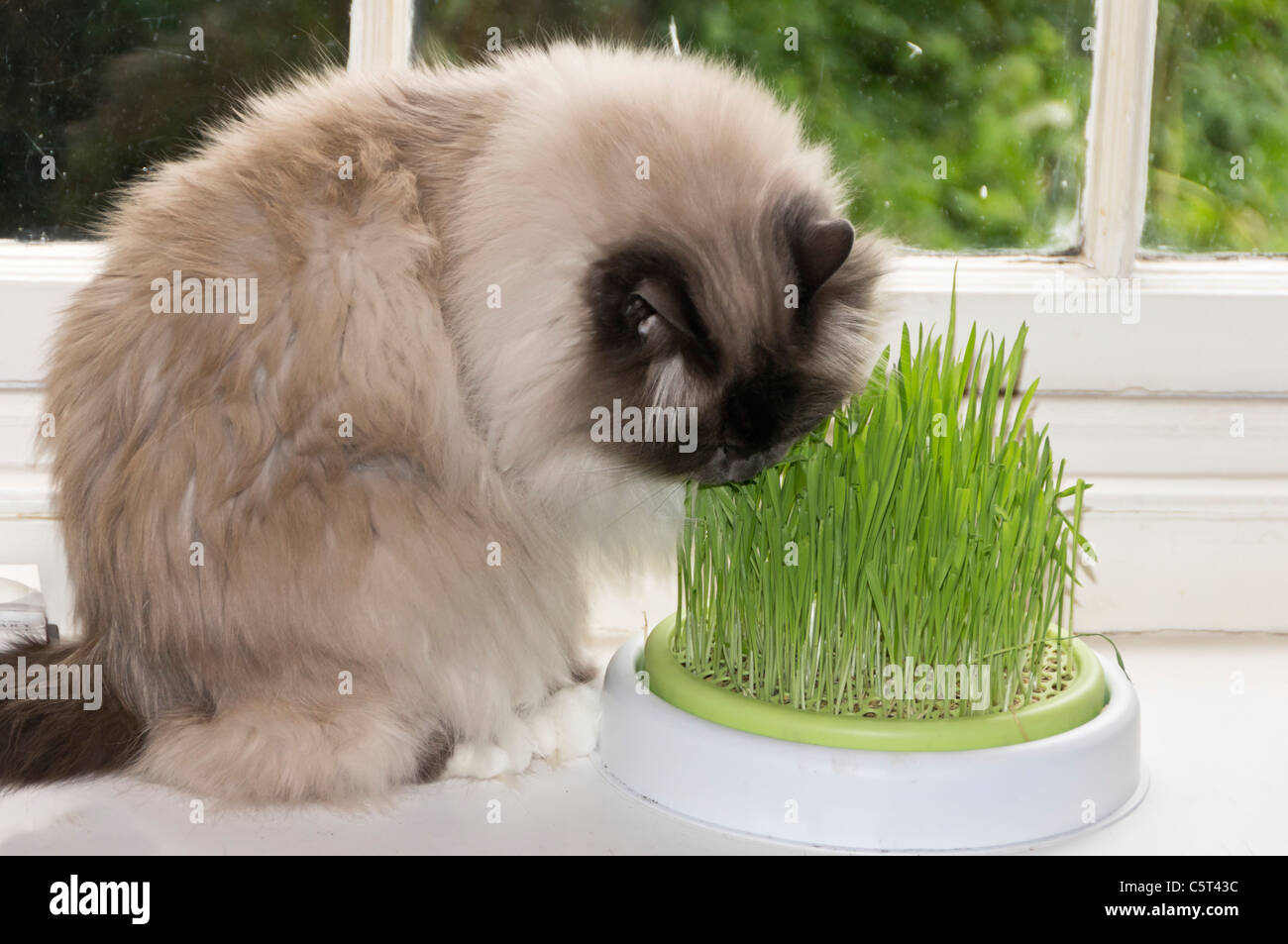 Indoor Birman cat needs to eat grass to aid furball elimination