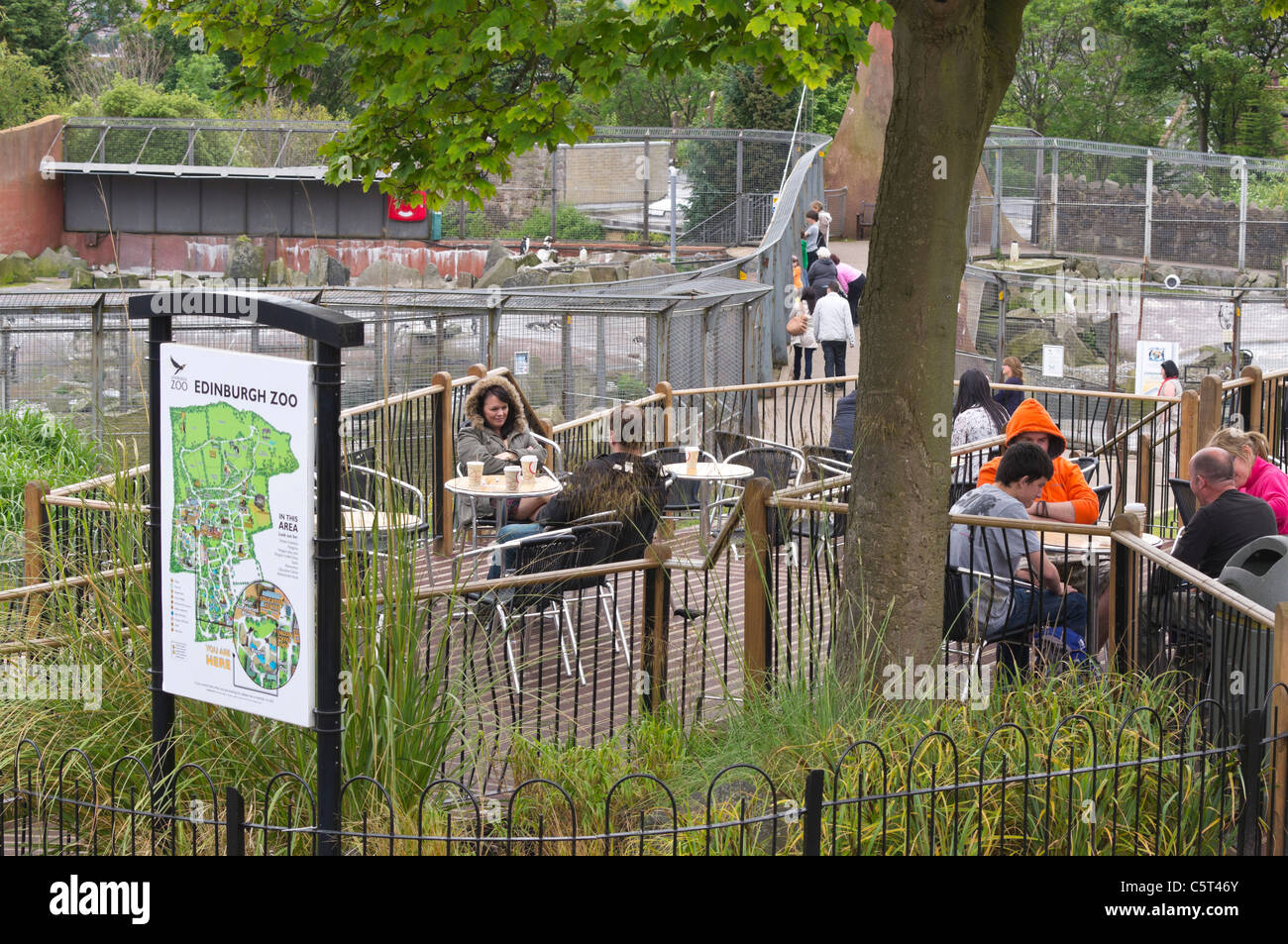 Edinburgh zoo penguin cafe hires stock photography and images Alamy
