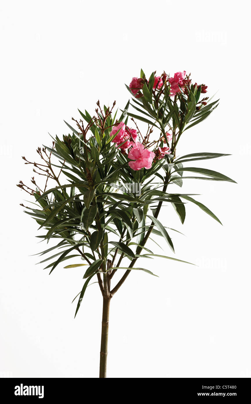 Oleander (Nerium oleander) Stock Photo