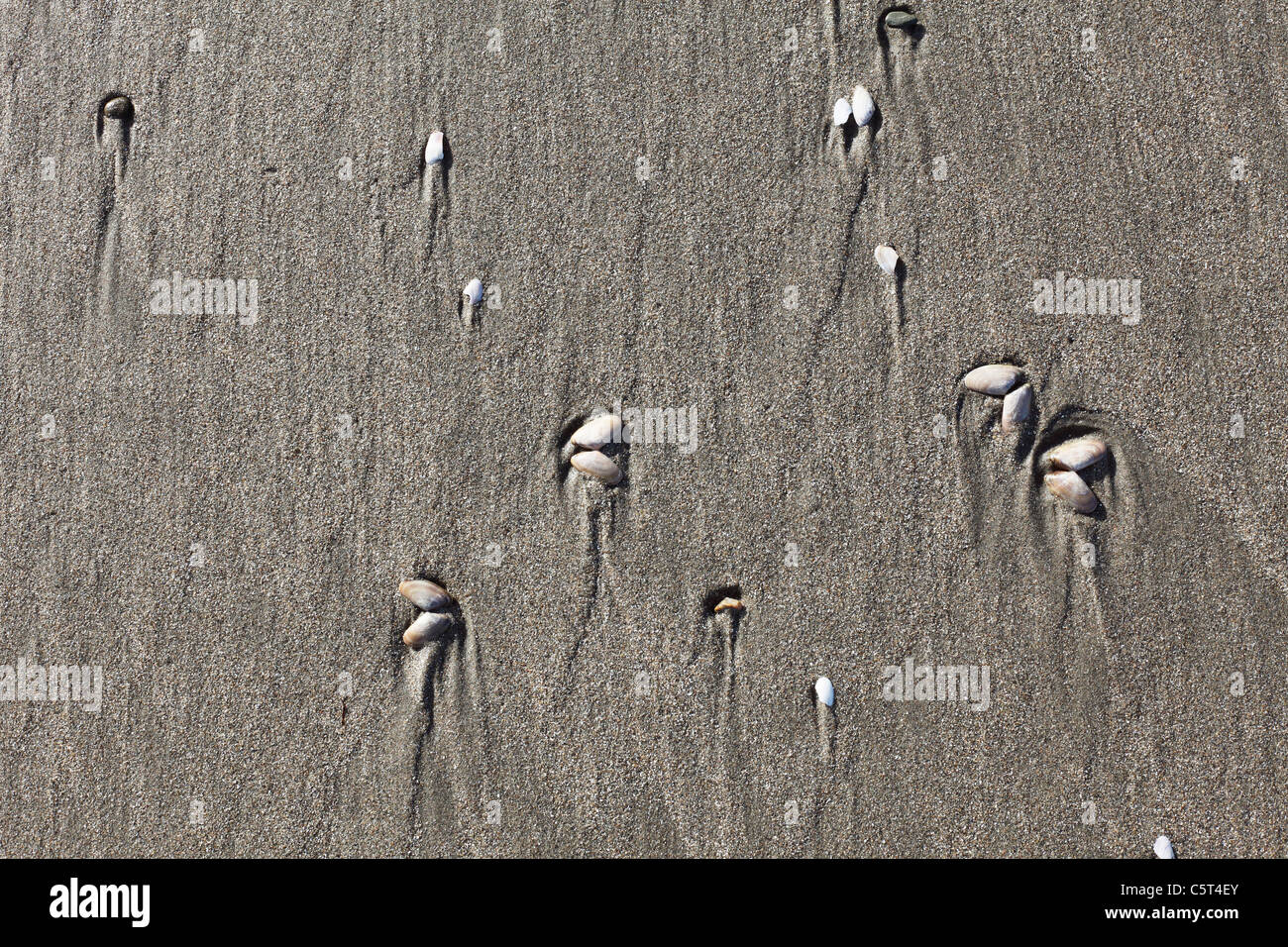 UK Northern Ireland County Down Newcastle Mourne Mountains Murlough National Nature Reserve Close up of shells on sand Stock Photo