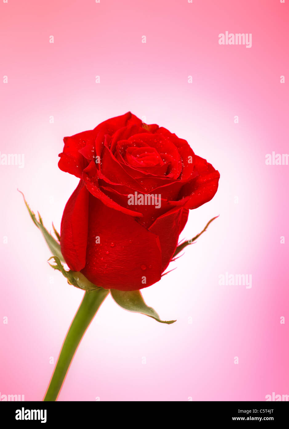 single bright red rose over pink background Stock Photo