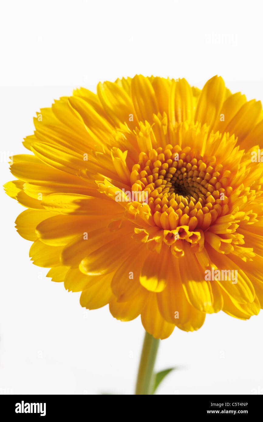 Yellow calendula (Calendula officinalis), close-up Stock Photo