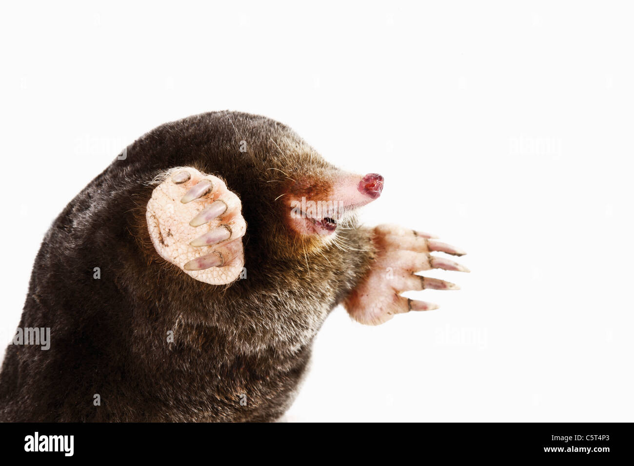 European Mole, Talpa europaea, close-up Stock Photo