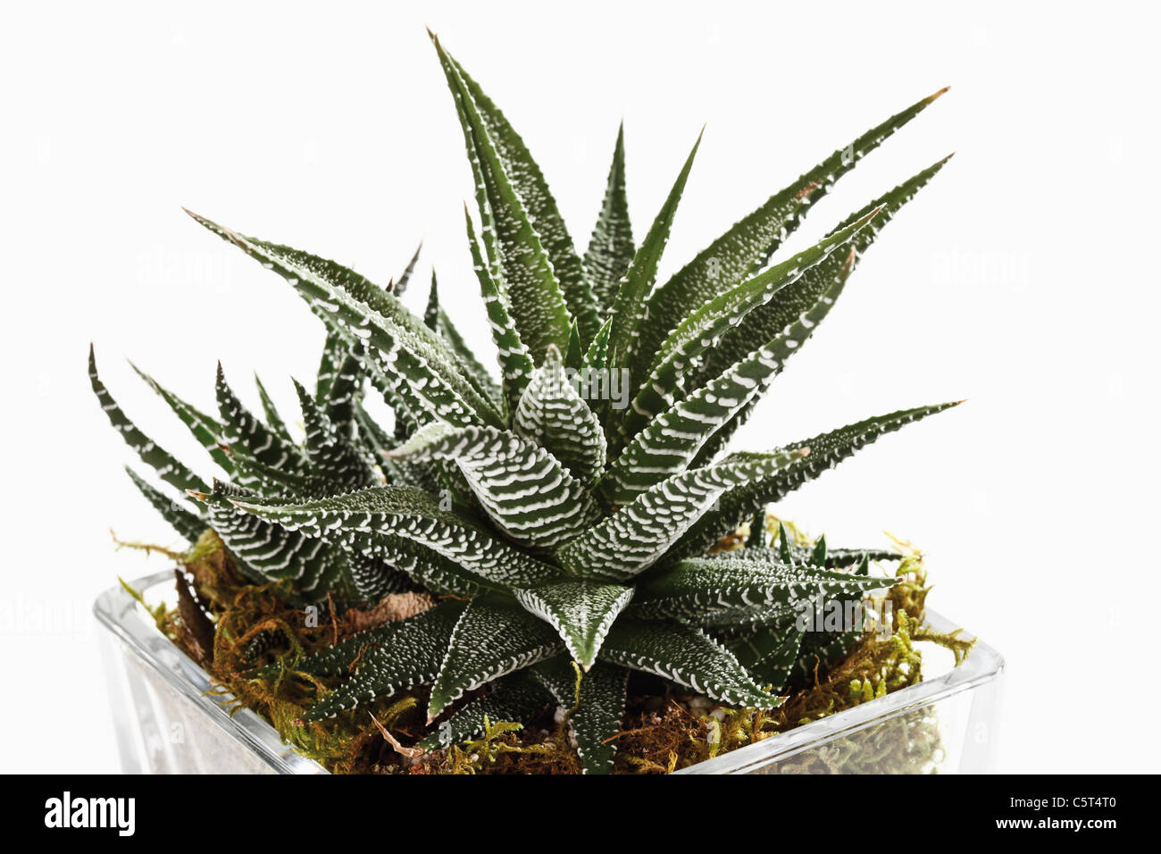 Haworthia Plant Haworthia Maraisii Var Notabilis In Flower Pot Close Up Stock Photo Alamy