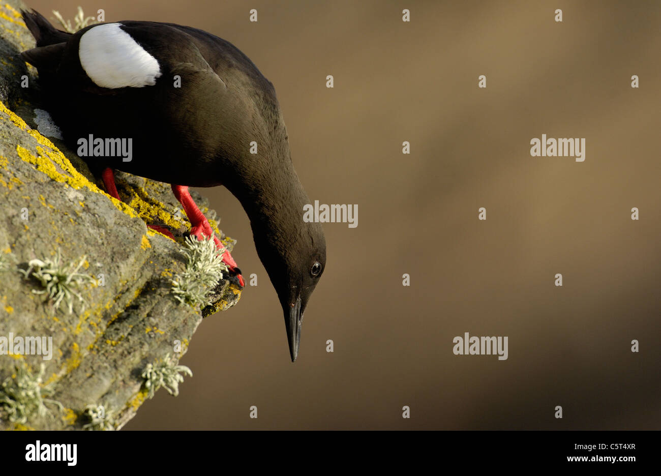 BLACK GUILLEMOT Cepphus grylle An adult looking over the edge of the cliff on which it is perched. Shetland Islands, Scotland,UK Stock Photo