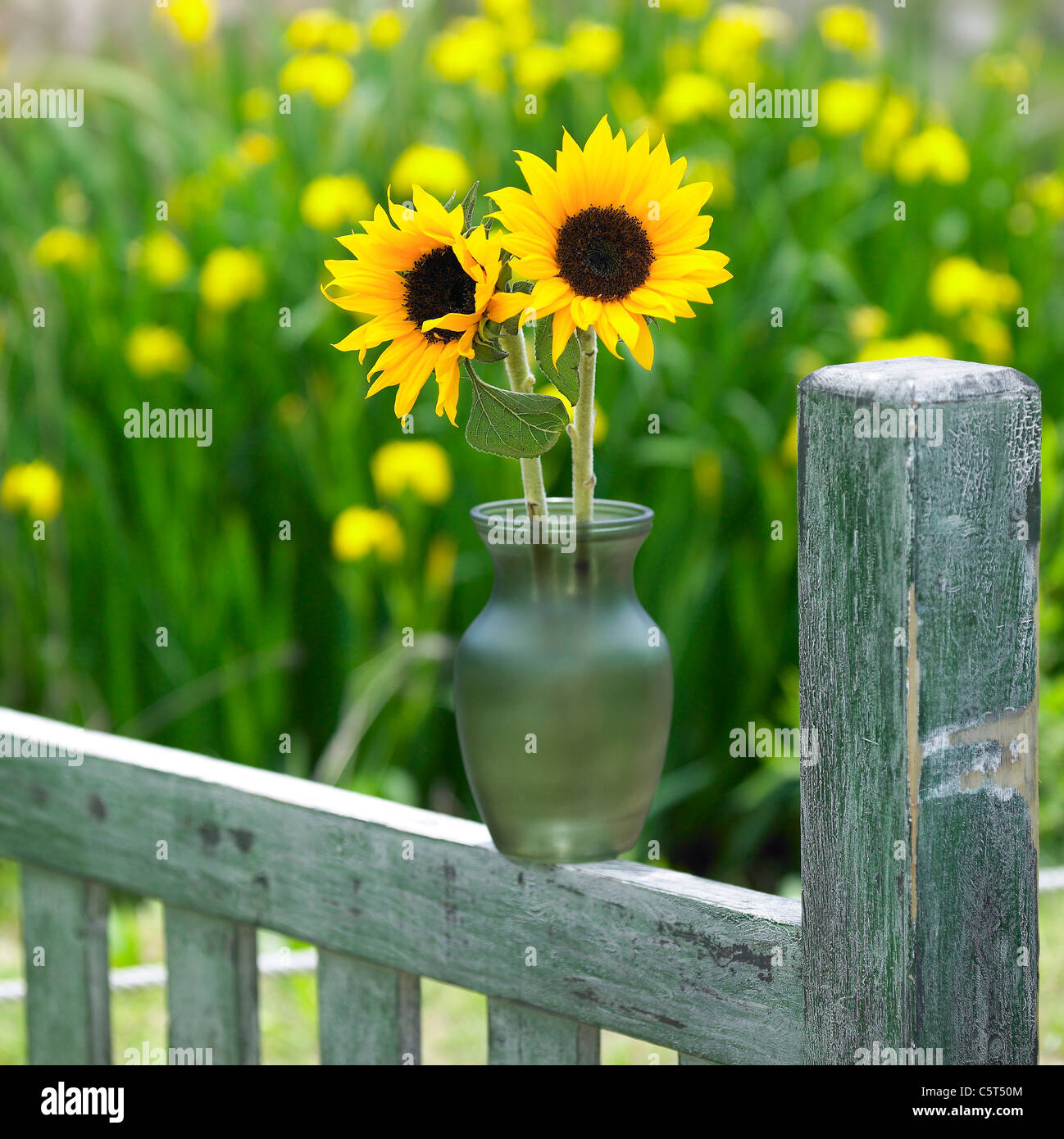 Sunflowers wooden fence hi-res stock photography and images - Alamy