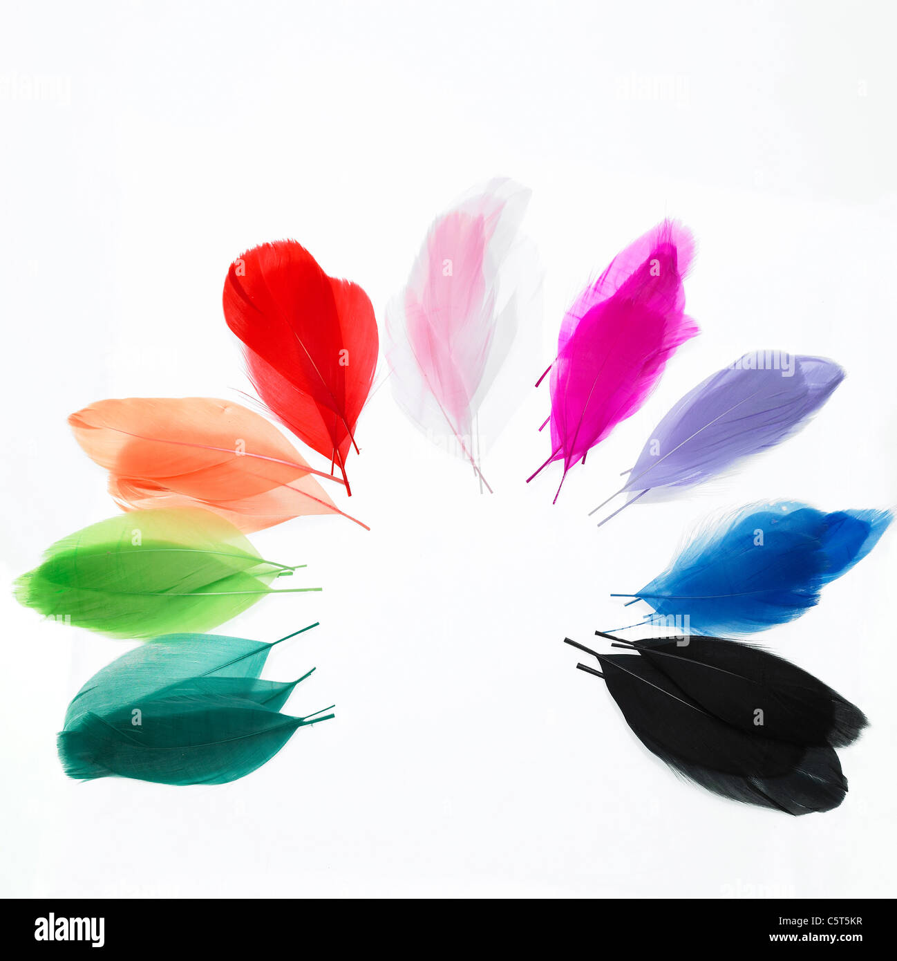 Many colors of feather Stock Photo Alamy