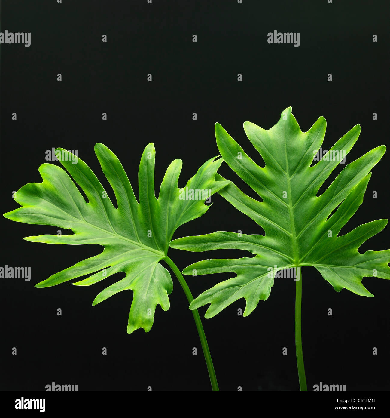 Plant leaves Stock Photo