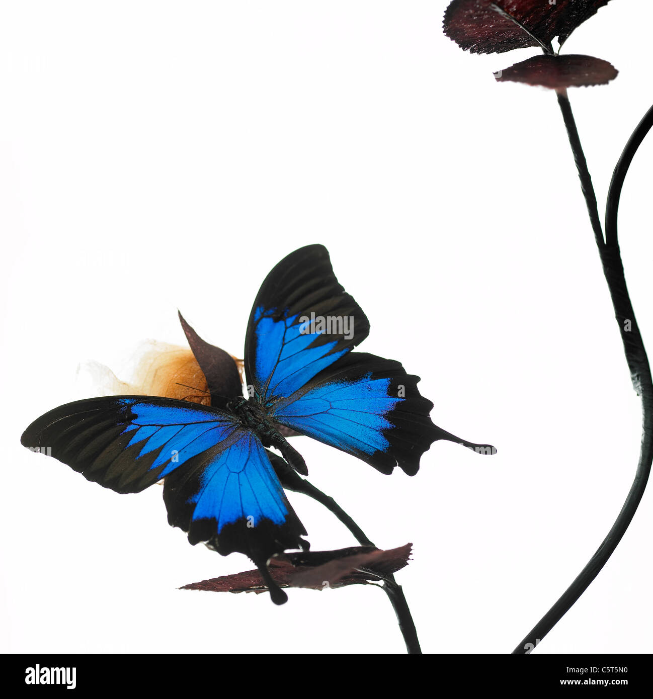 A butterfly sitting on a flower Stock Photo