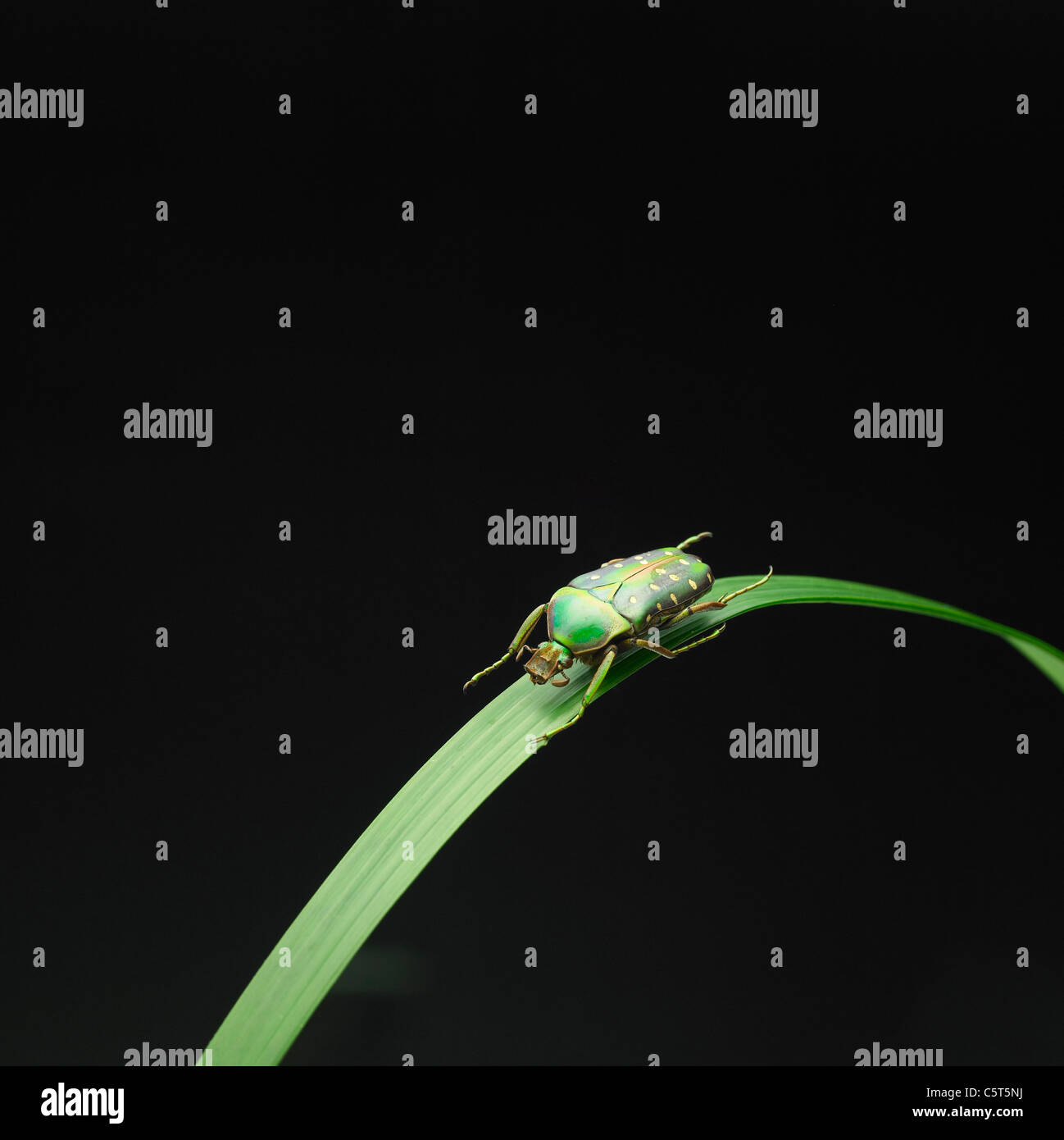 A green beetle on a leaf Stock Photo - Alamy