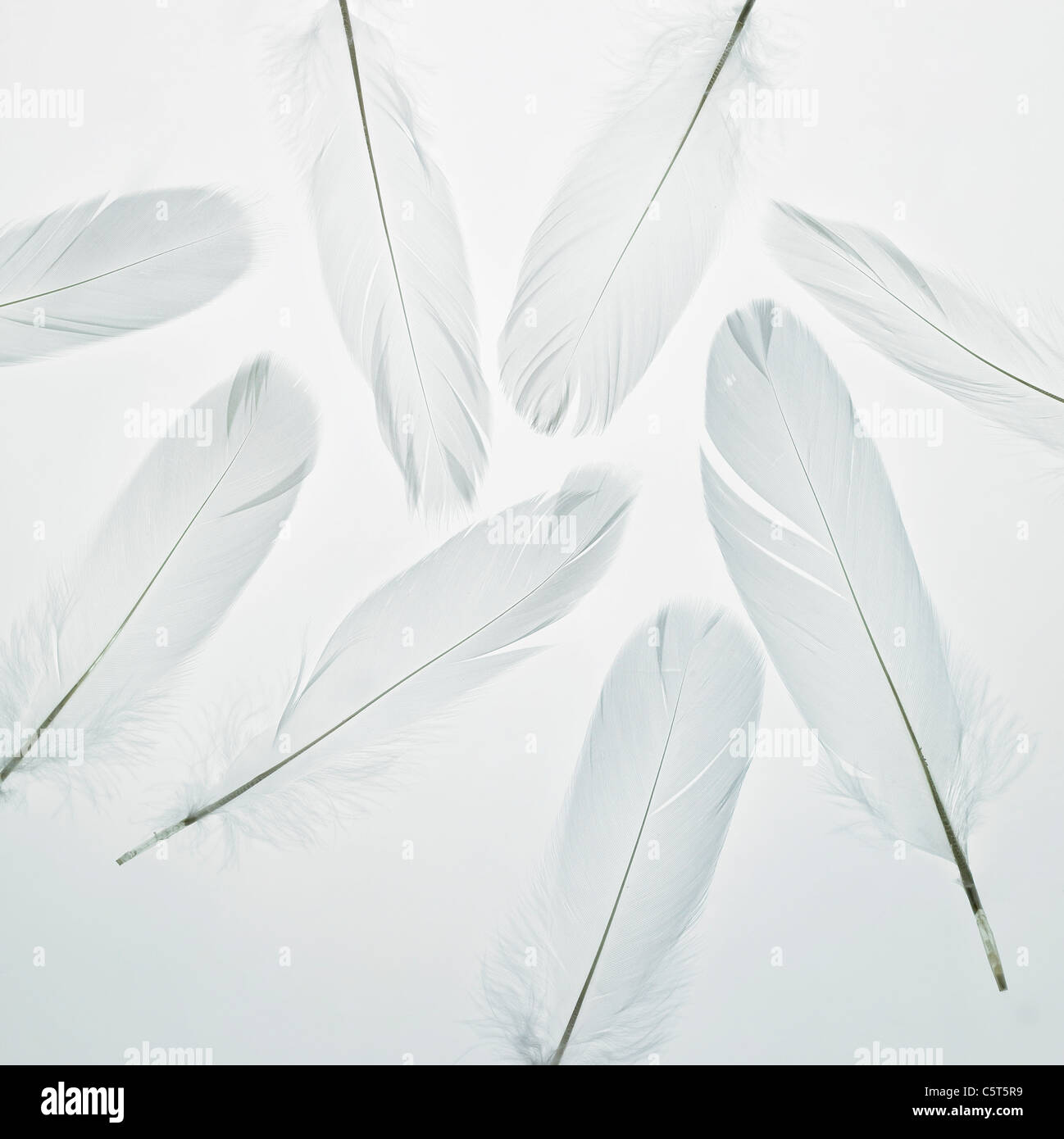 White feathers Stock Photo