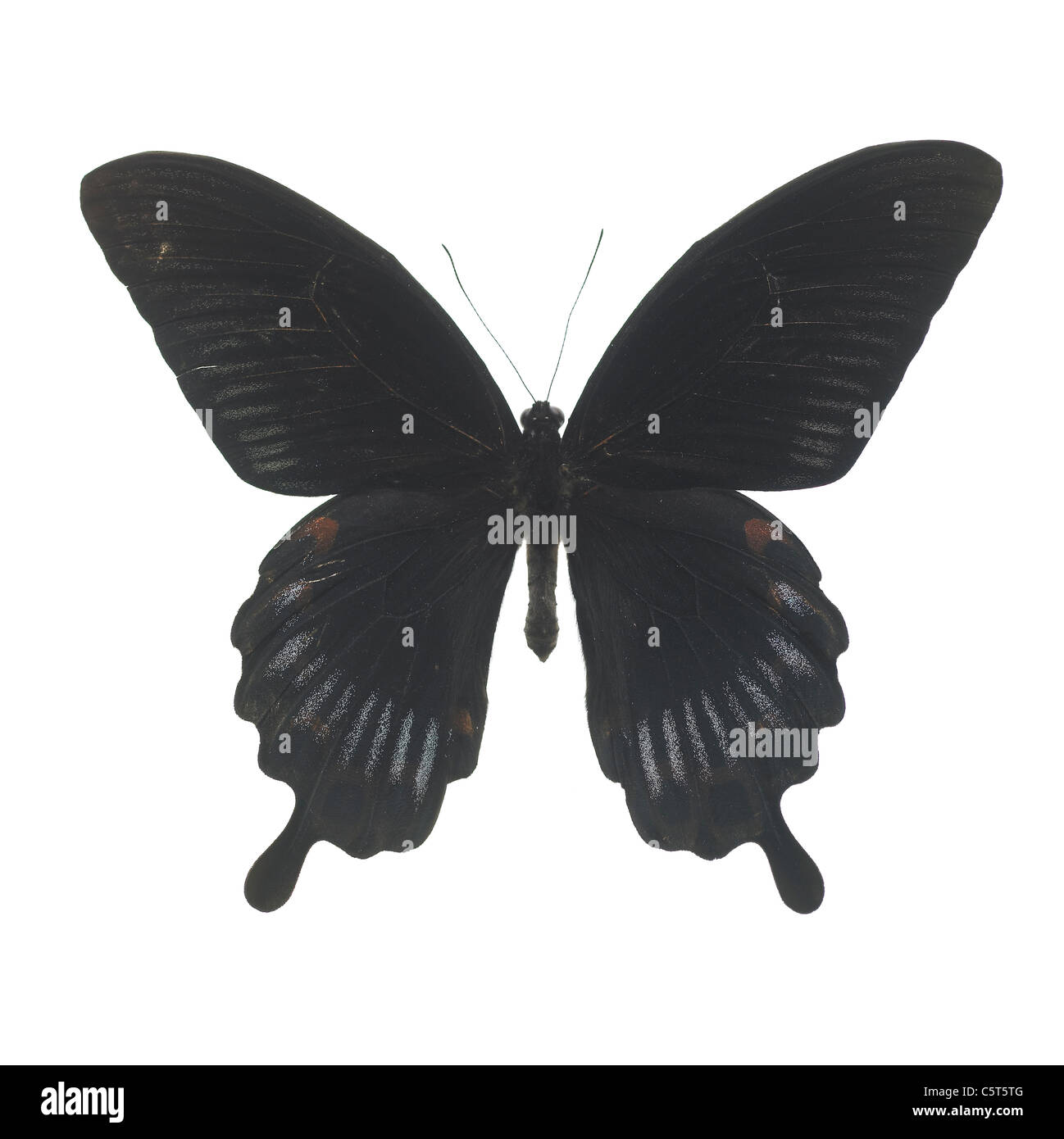 A butterfly on white background Stock Photo - Alamy