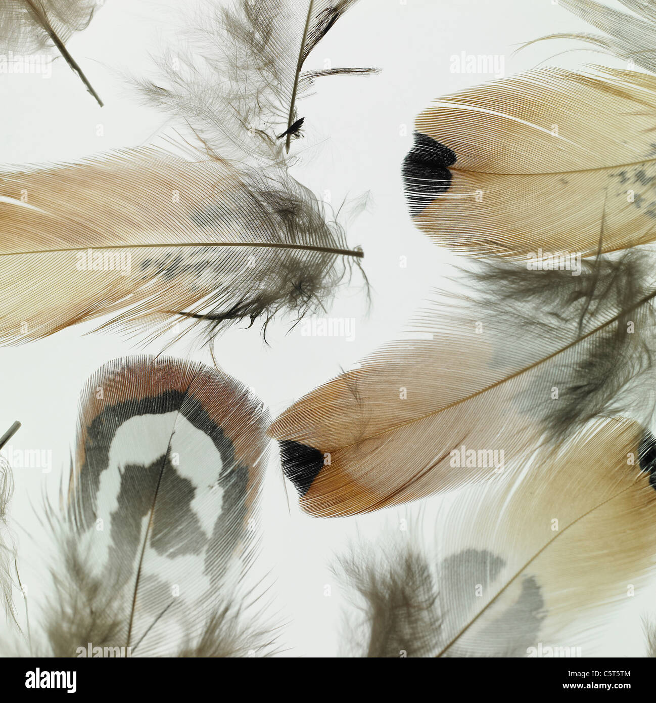 Various colors of feathers Stock Photo